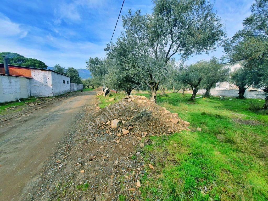 Uytundan Zeytinlide Yola Cepheli %30 İmarlı Satılık Villa Arsası — fotoğraf 18
