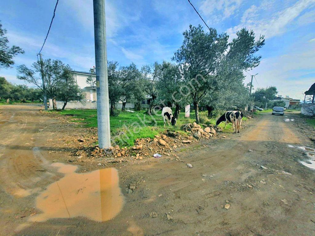 Uytundan Zeytinlide Yola Cepheli %30 İmarlı Satılık Villa Arsası — fotoğraf 19
