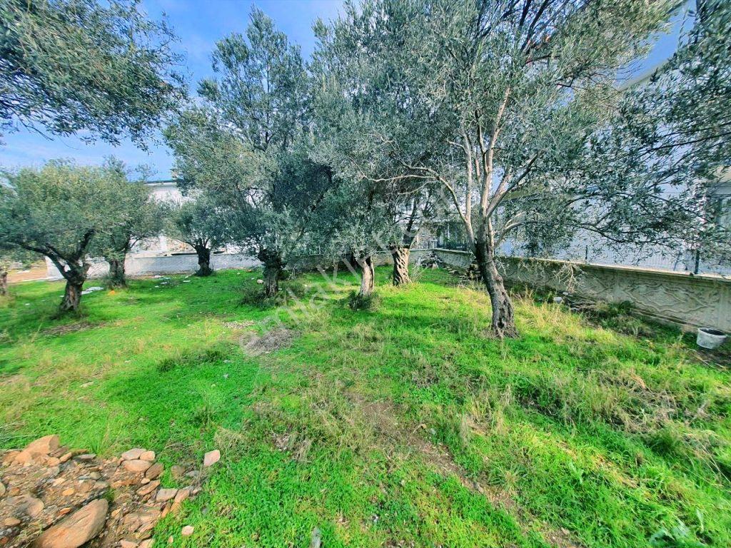 Uytundan Zeytinlide Yola Cepheli %30 İmarlı Satılık Villa Arsası — fotoğraf 23