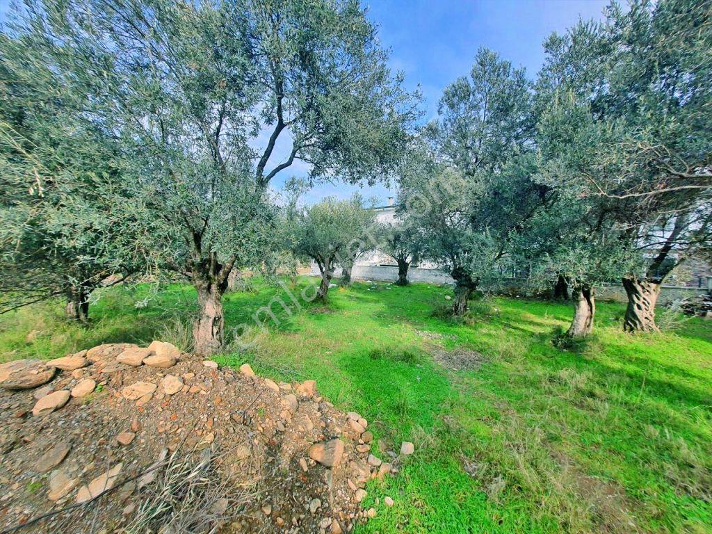 Uytundan Zeytinlide Yola Cepheli %30 İmarlı Satılık Villa Arsası — fotoğraf 32
