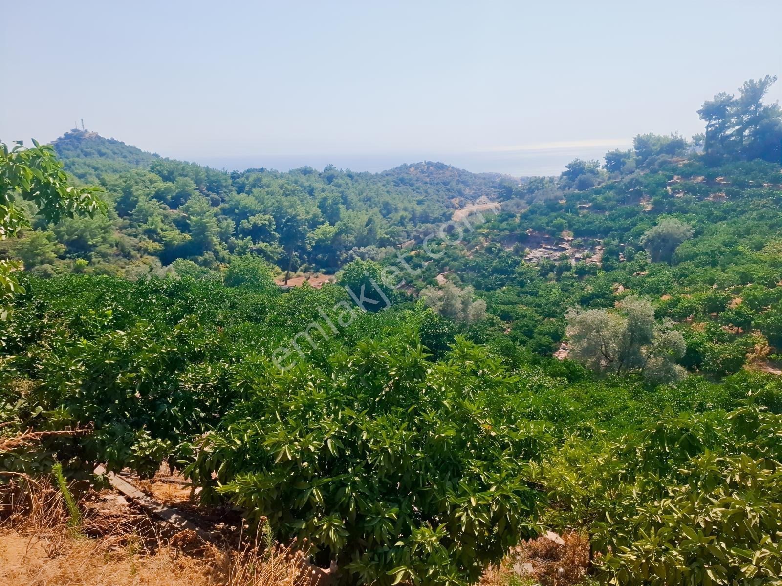 Özdere'de Satılık Zeytin Ve Mandalina Tarlası — fotoğraf 3