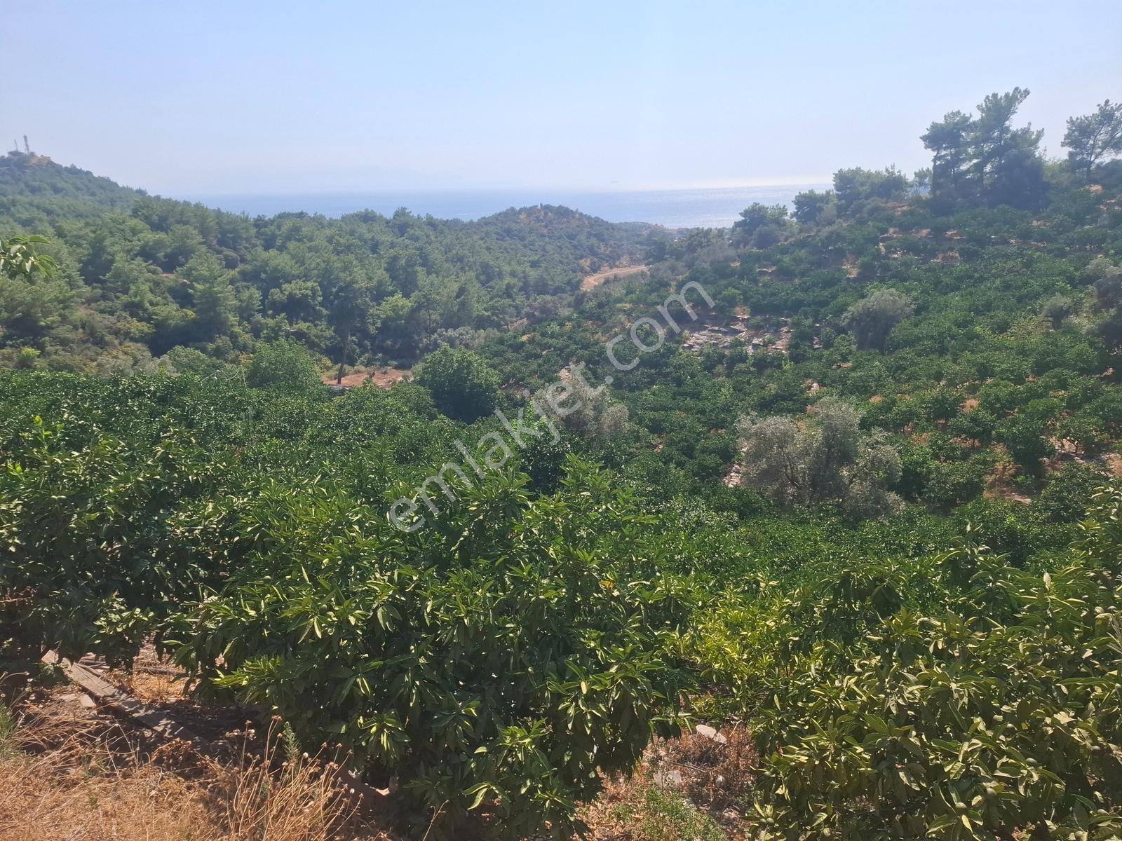 Özdere'de Satılık Zeytin Ve Mandalina Tarlası — fotoğraf 4