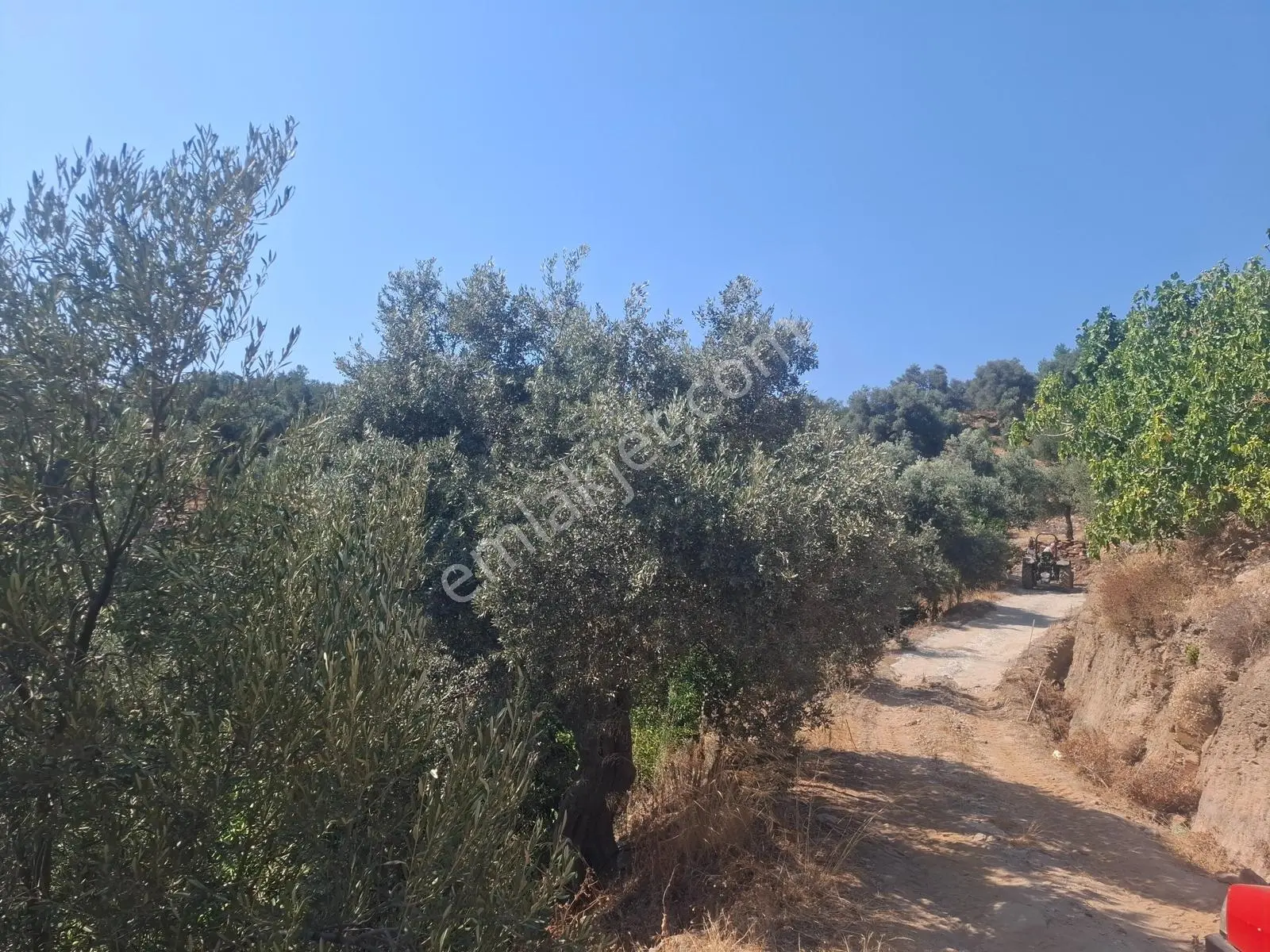 Özdere'de Satılık Zeytin Ve Mandalina Tarlası — fotoğraf 5