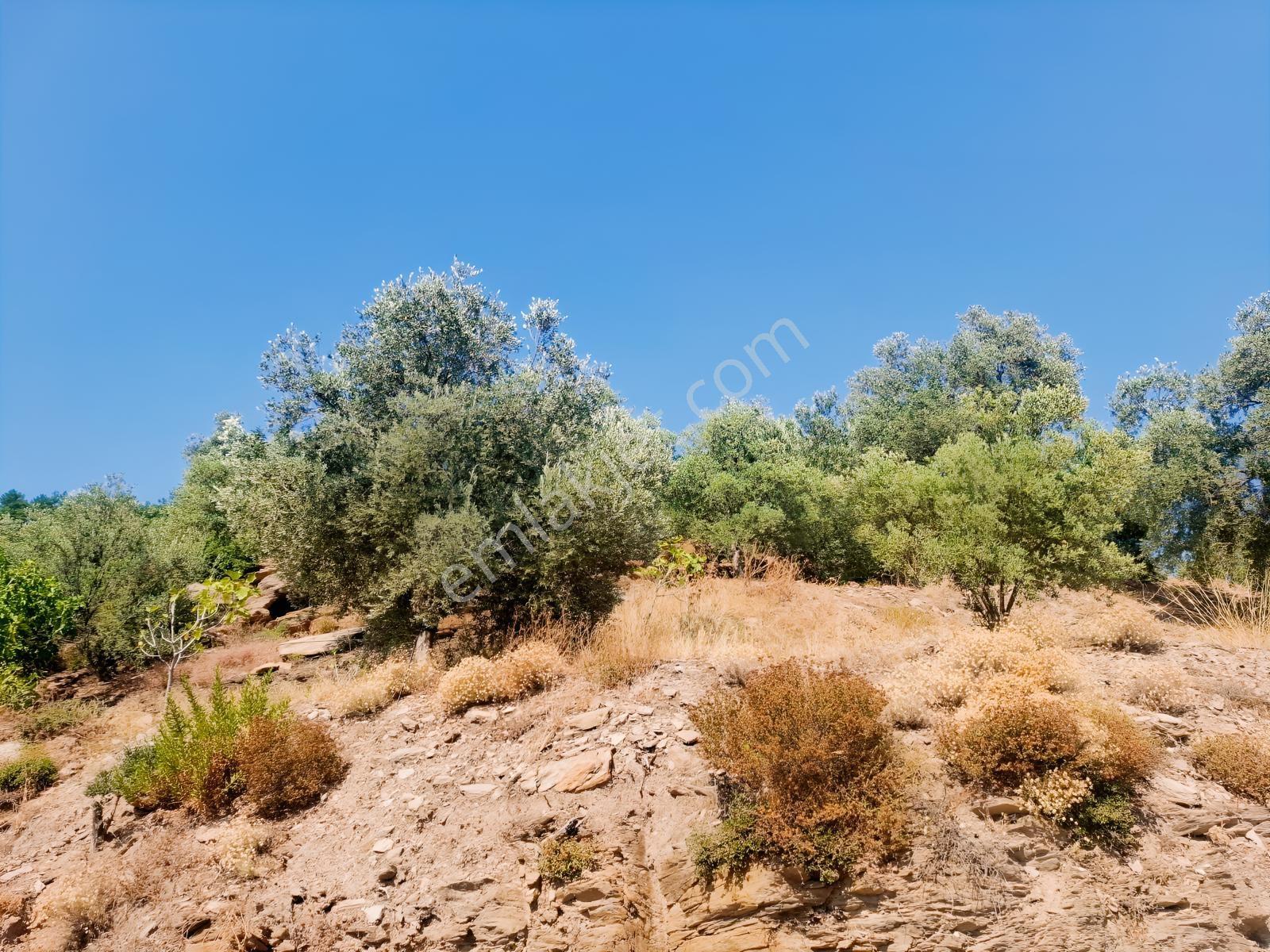 Özdere'de Satılık Zeytin Ve Mandalina Tarlası — fotoğraf 6