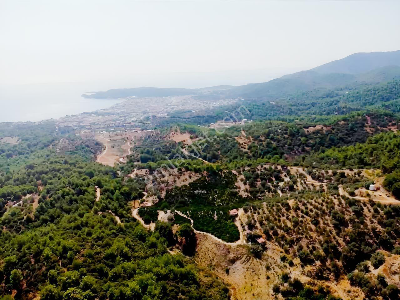 Özdere'de Satılık Zeytin Ve Mandalina Tarlası — fotoğraf 8