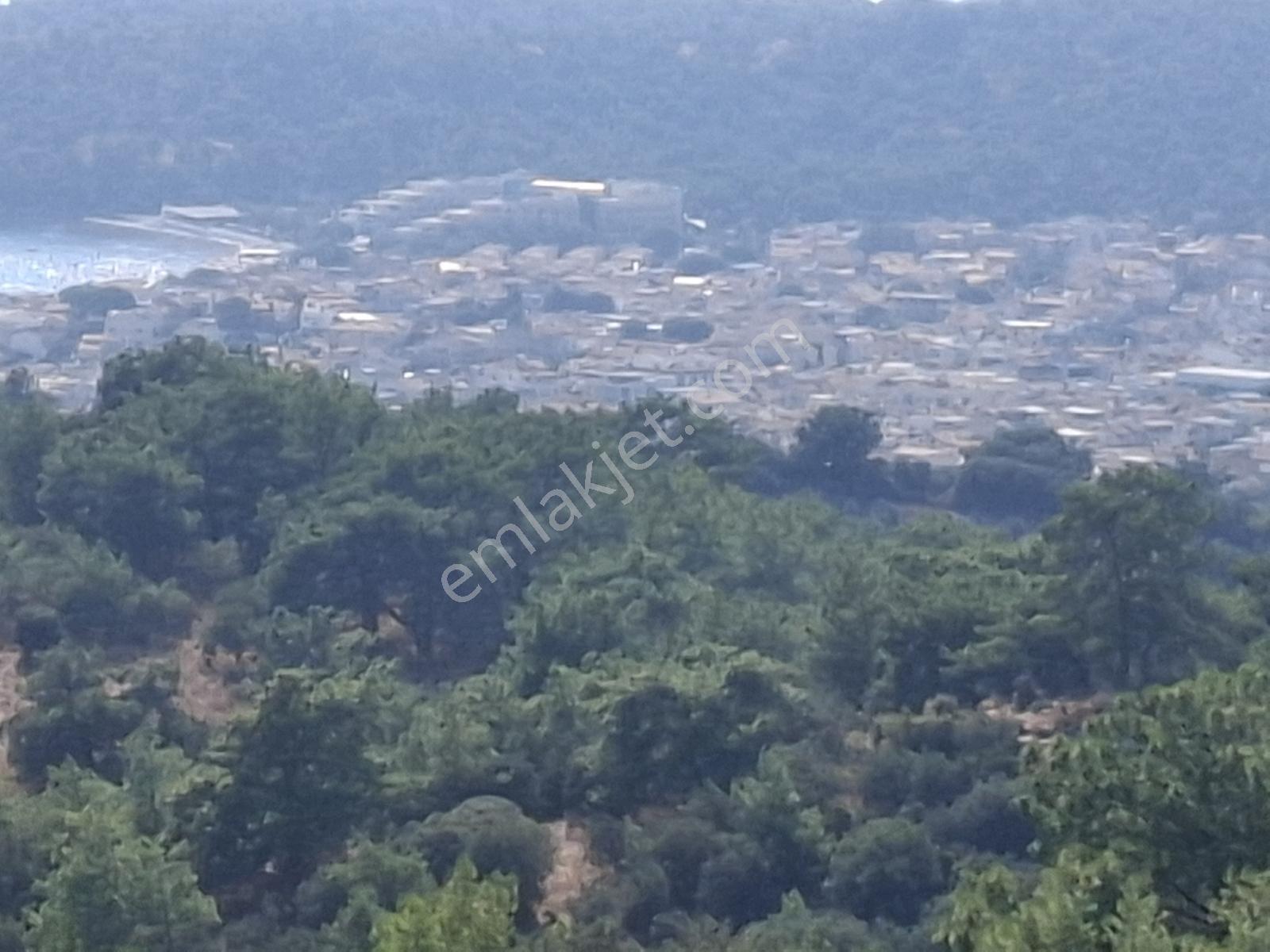 Özdere'de Satılık Zeytin Ve Mandalina Tarlası — fotoğraf 10