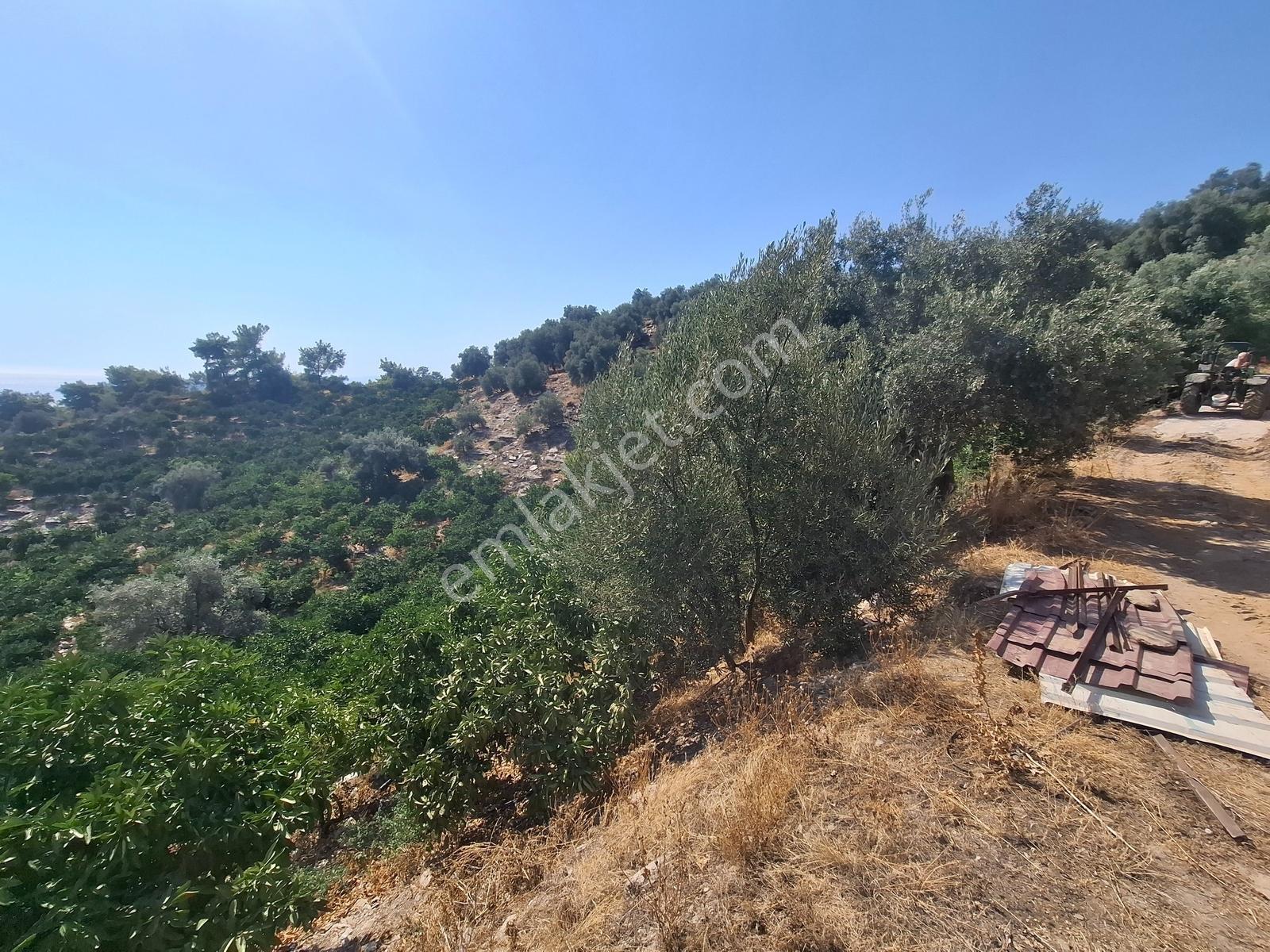 Özdere'de Satılık Zeytin Ve Mandalina Tarlası — fotoğraf 11