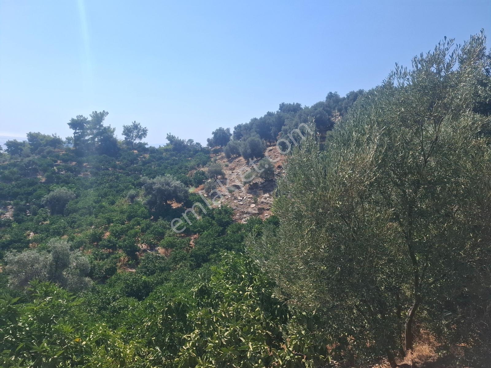 Özdere'de Satılık Zeytin Ve Mandalina Tarlası — fotoğraf 12
