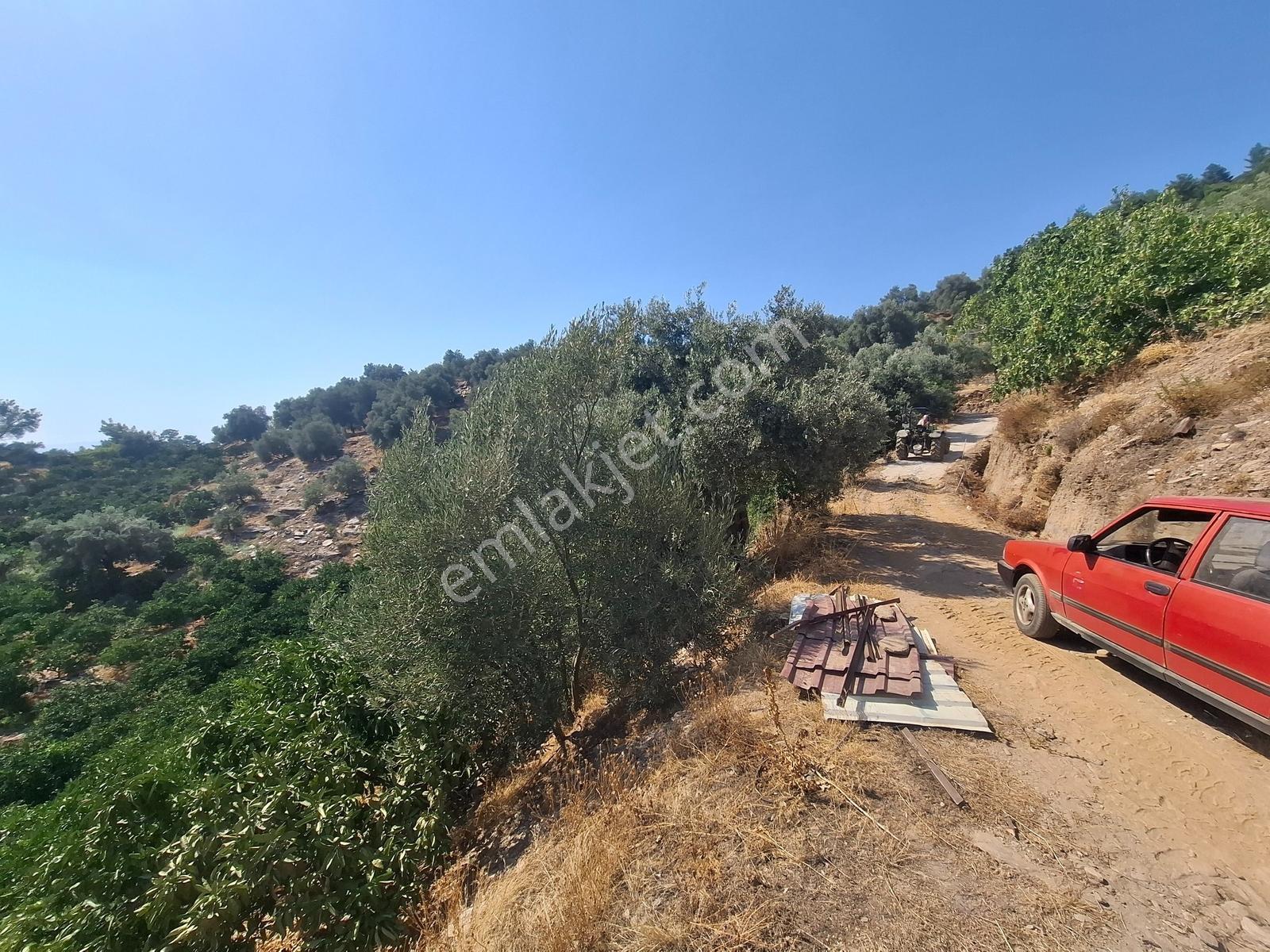 Özdere'de Satılık Zeytin Ve Mandalina Tarlası — fotoğraf 13