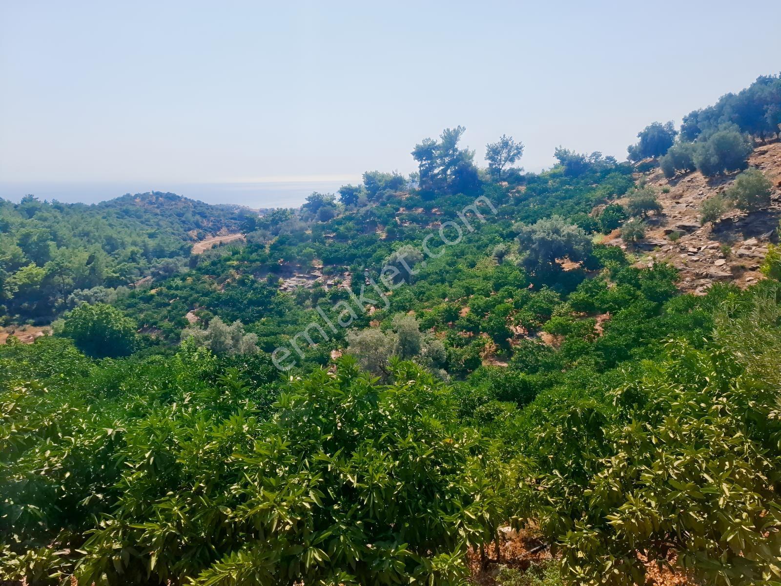 Özdere'de Satılık Zeytin Ve Mandalina Tarlası — fotoğraf 14