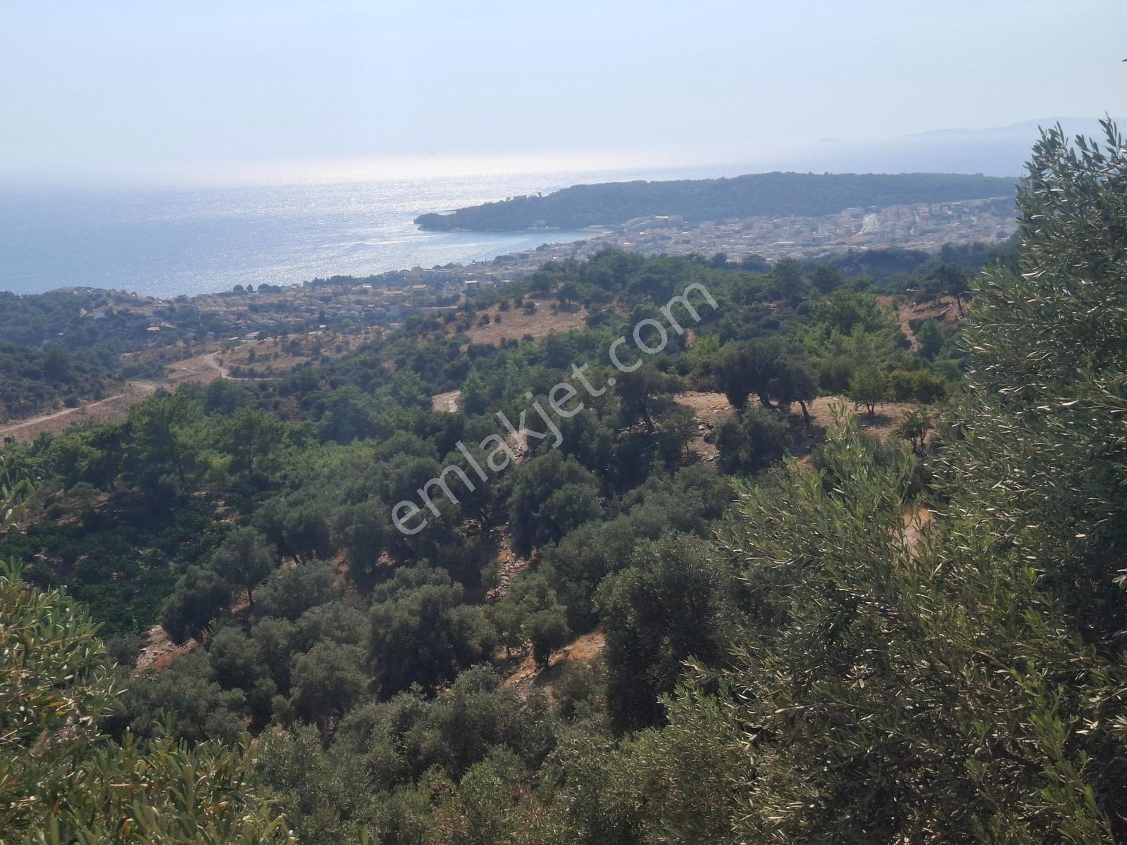 Özdere'de Satılık Zeytin Ve Mandalina Tarlası — fotoğraf 15