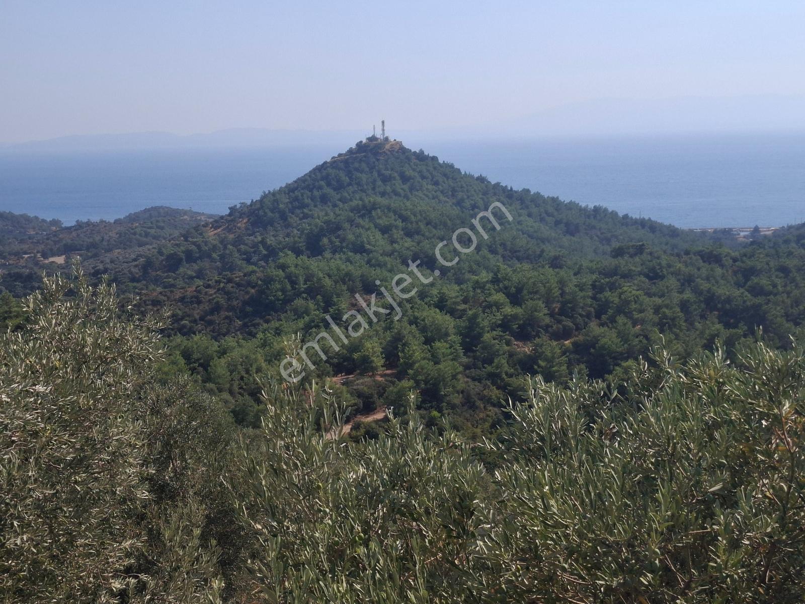 Özdere'de Satılık Zeytin Ve Mandalina Tarlası — fotoğraf 16