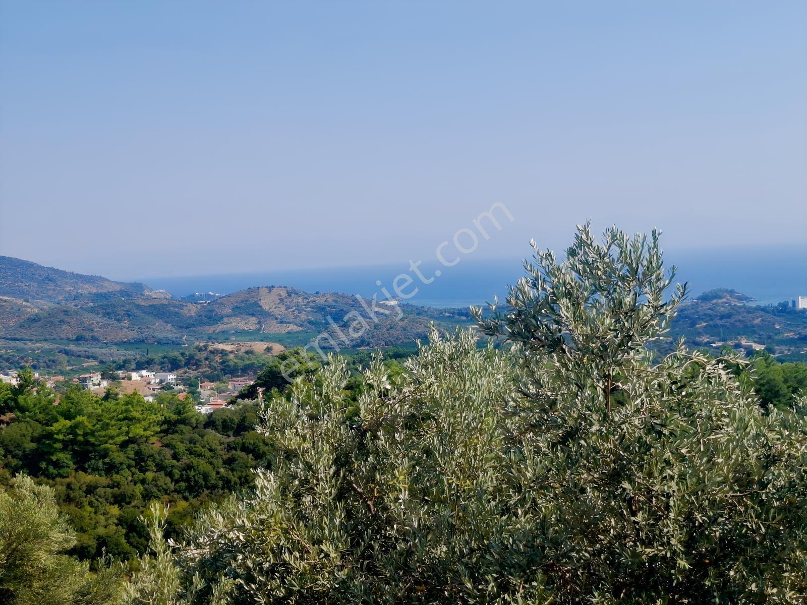 Özdere'de Satılık Zeytin Ve Mandalina Tarlası — fotoğraf 17