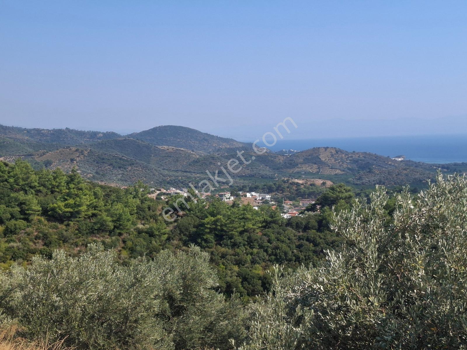 Özdere'de Satılık Zeytin Ve Mandalina Tarlası — fotoğraf 18