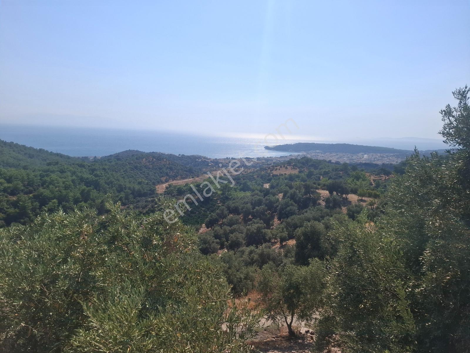 Özdere'de Satılık Zeytin Ve Mandalina Tarlası — fotoğraf 19