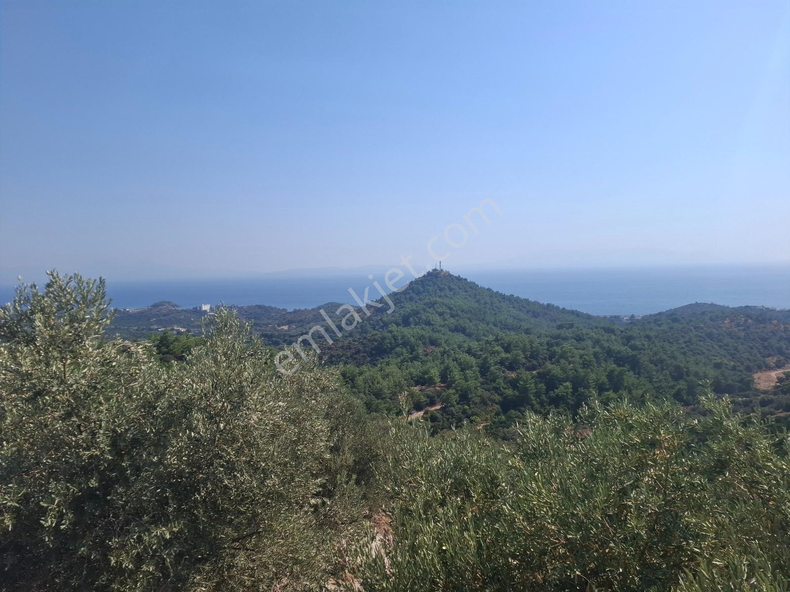 Özdere'de Satılık Zeytin Ve Mandalina Tarlası — fotoğraf 20