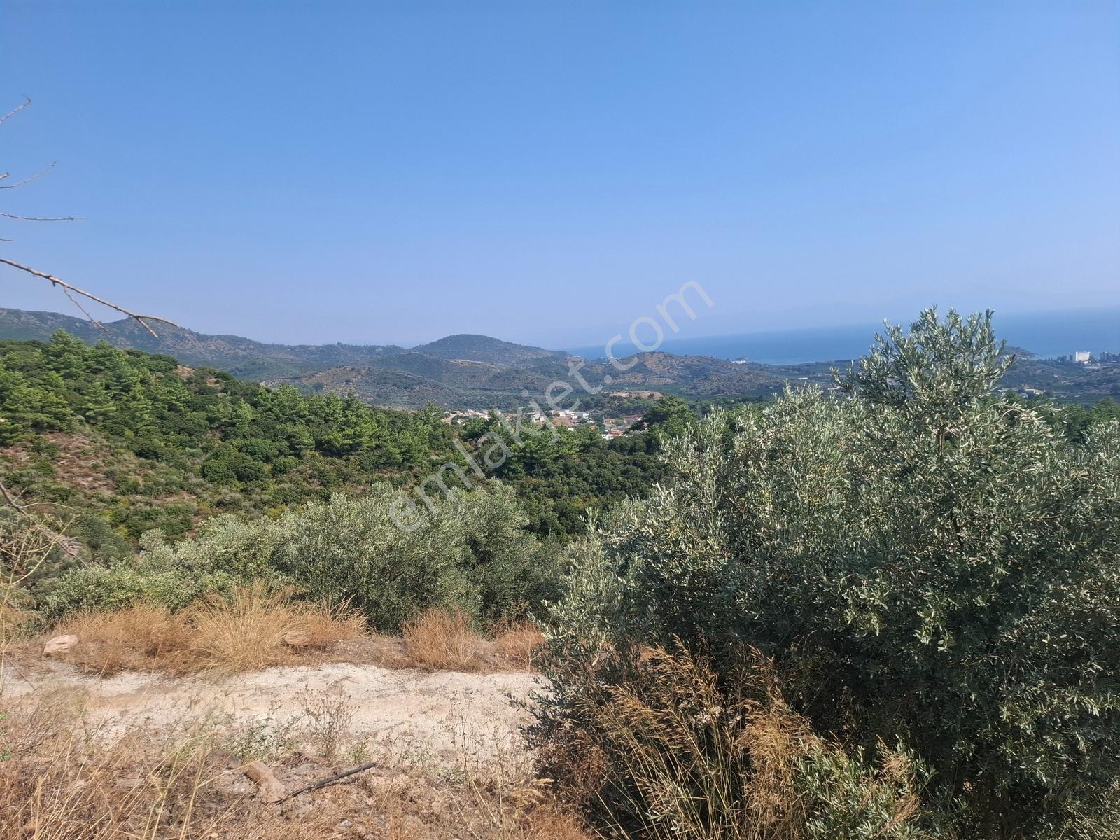 Özdere'de Satılık Zeytin Ve Mandalina Tarlası — fotoğraf 21