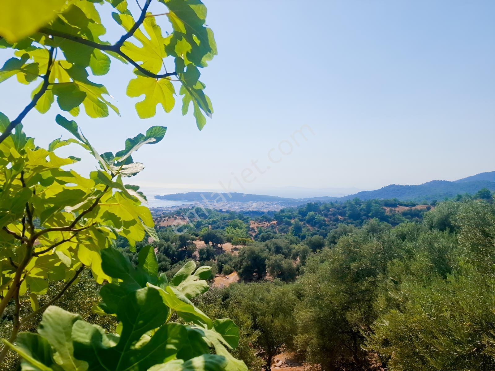 Özdere'de Satılık Zeytin Ve Mandalina Tarlası — fotoğraf 22
