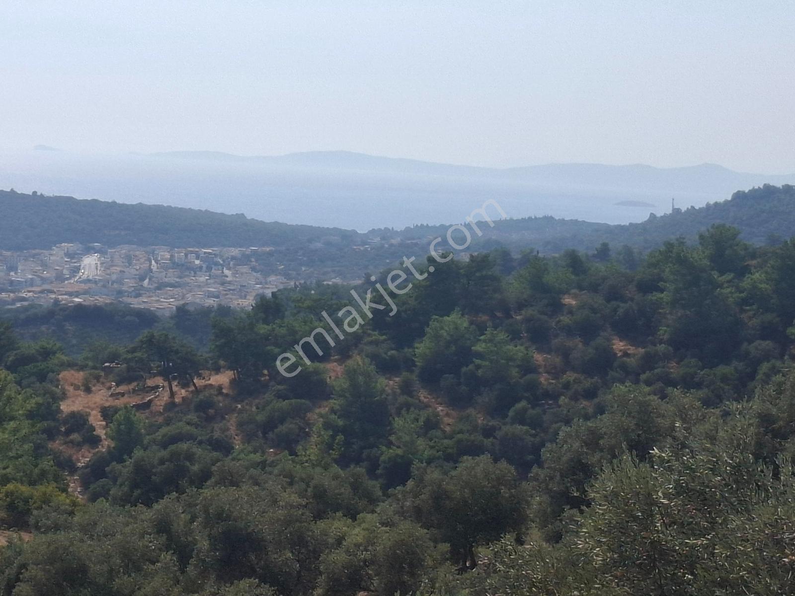 Özdere'de Satılık Zeytin Ve Mandalina Tarlası — fotoğraf 23