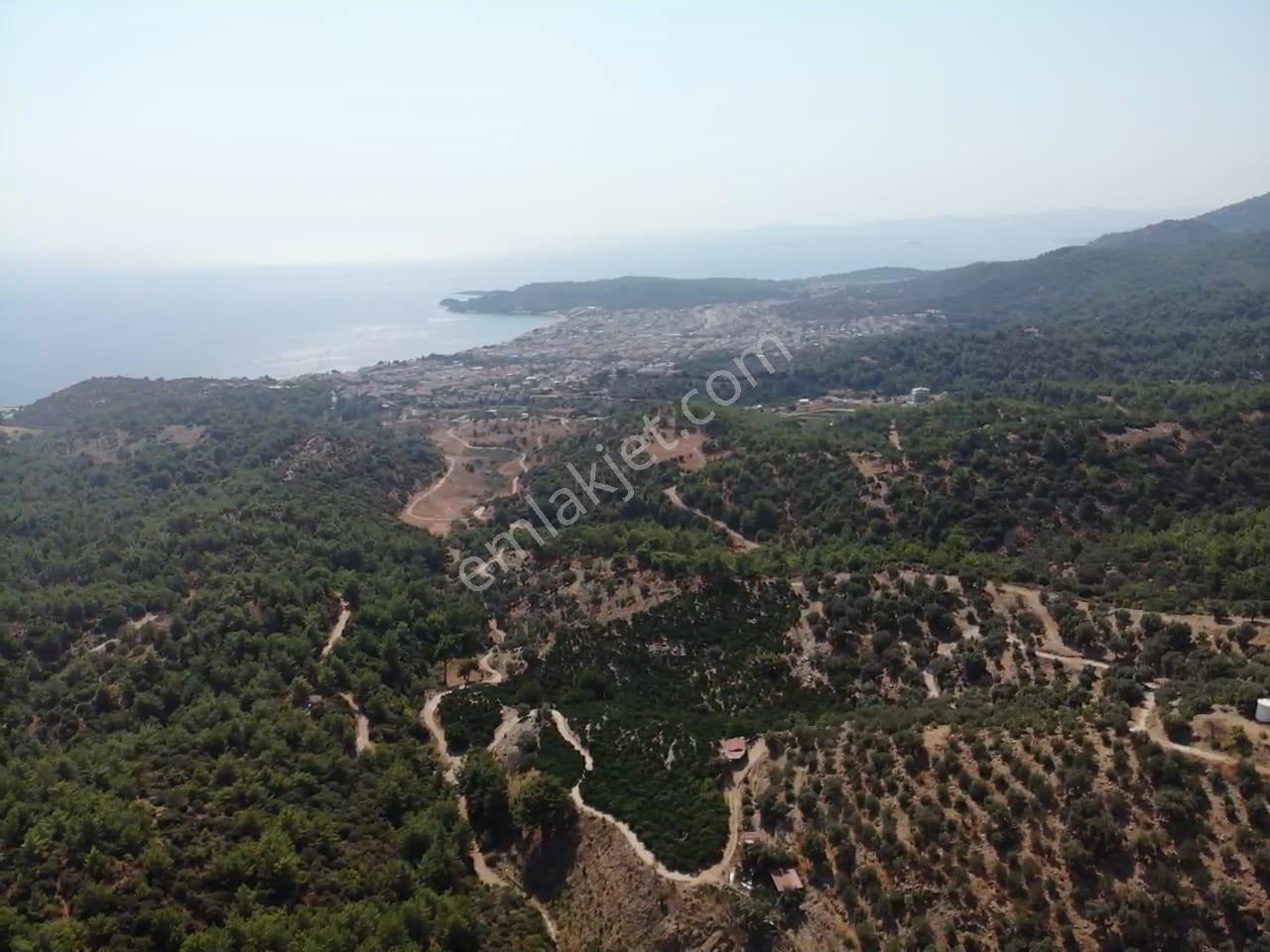 Özdere'de Satılık Zeytin Ve Mandalina Tarlası — fotoğraf 24
