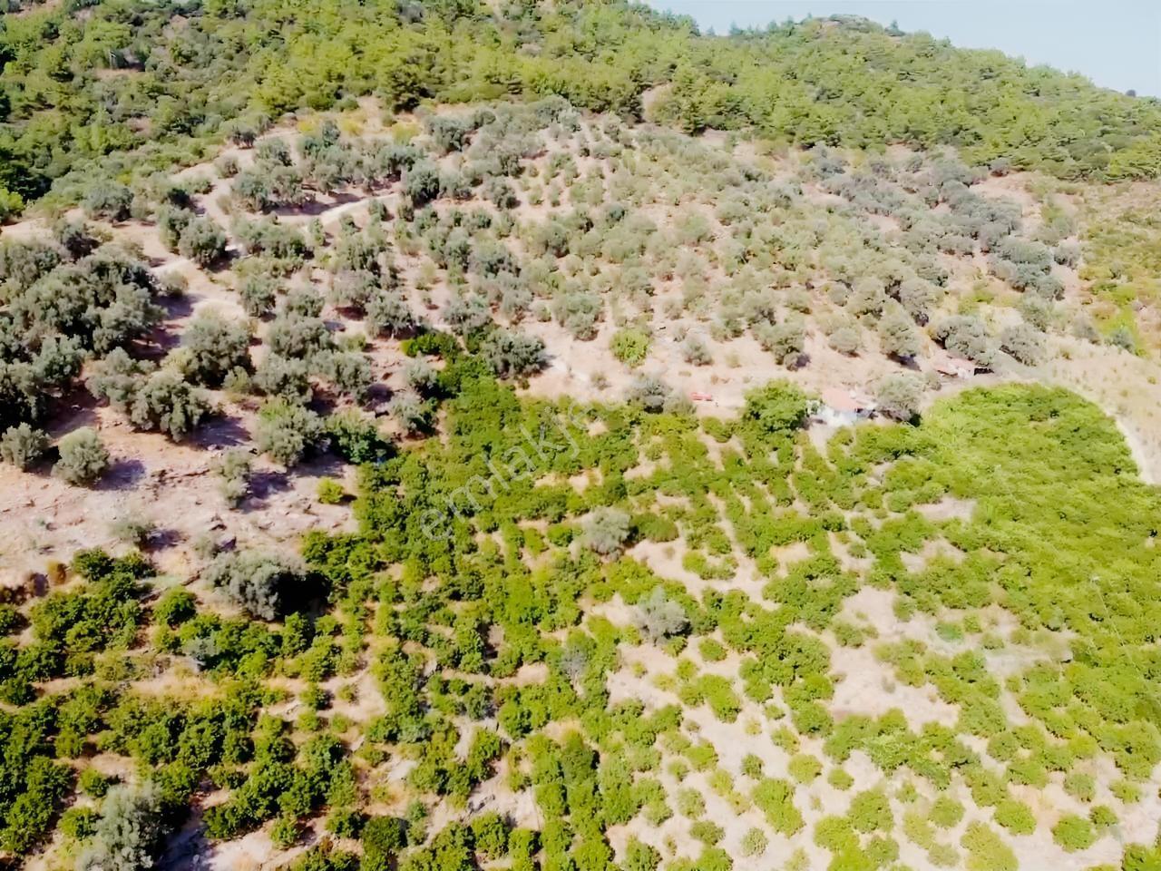Özdere'de Satılık Zeytin Ve Mandalina Tarlası — fotoğraf 25