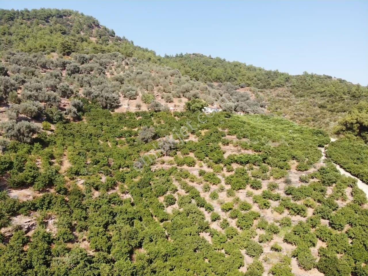 Özdere'de Satılık Zeytin Ve Mandalina Tarlası — fotoğraf 26