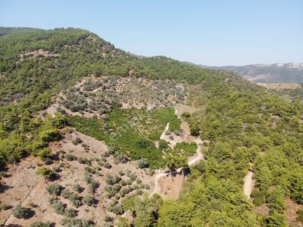 Özdere'de Satılık Zeytin Ve Mandalina Tarlası — fotoğraf 27