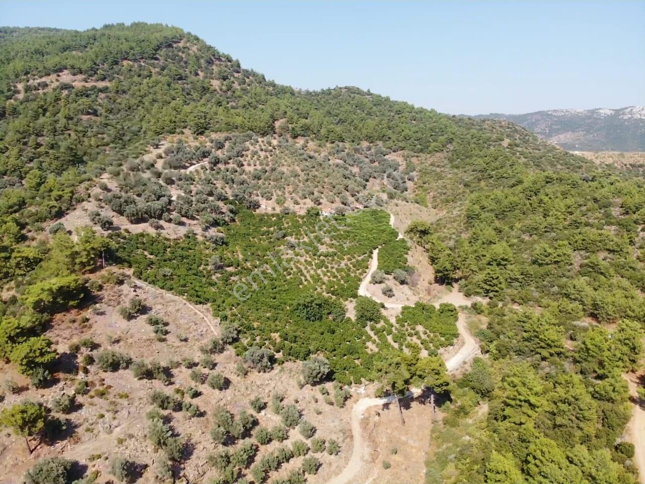 Özdere'de Satılık Zeytin Ve Mandalina Tarlası — fotoğraf 28