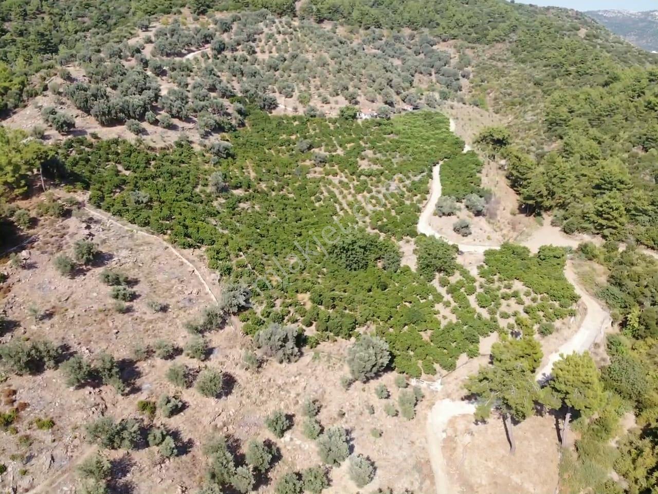 Özdere'de Satılık Zeytin Ve Mandalina Tarlası — fotoğraf 29