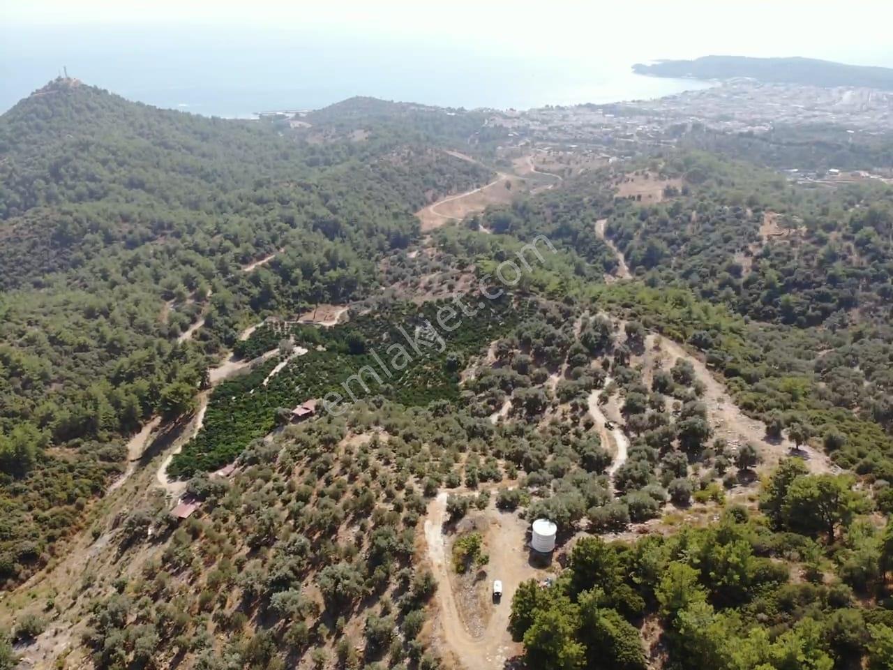 Özdere'de Satılık Zeytin Ve Mandalina Tarlası — fotoğraf 30