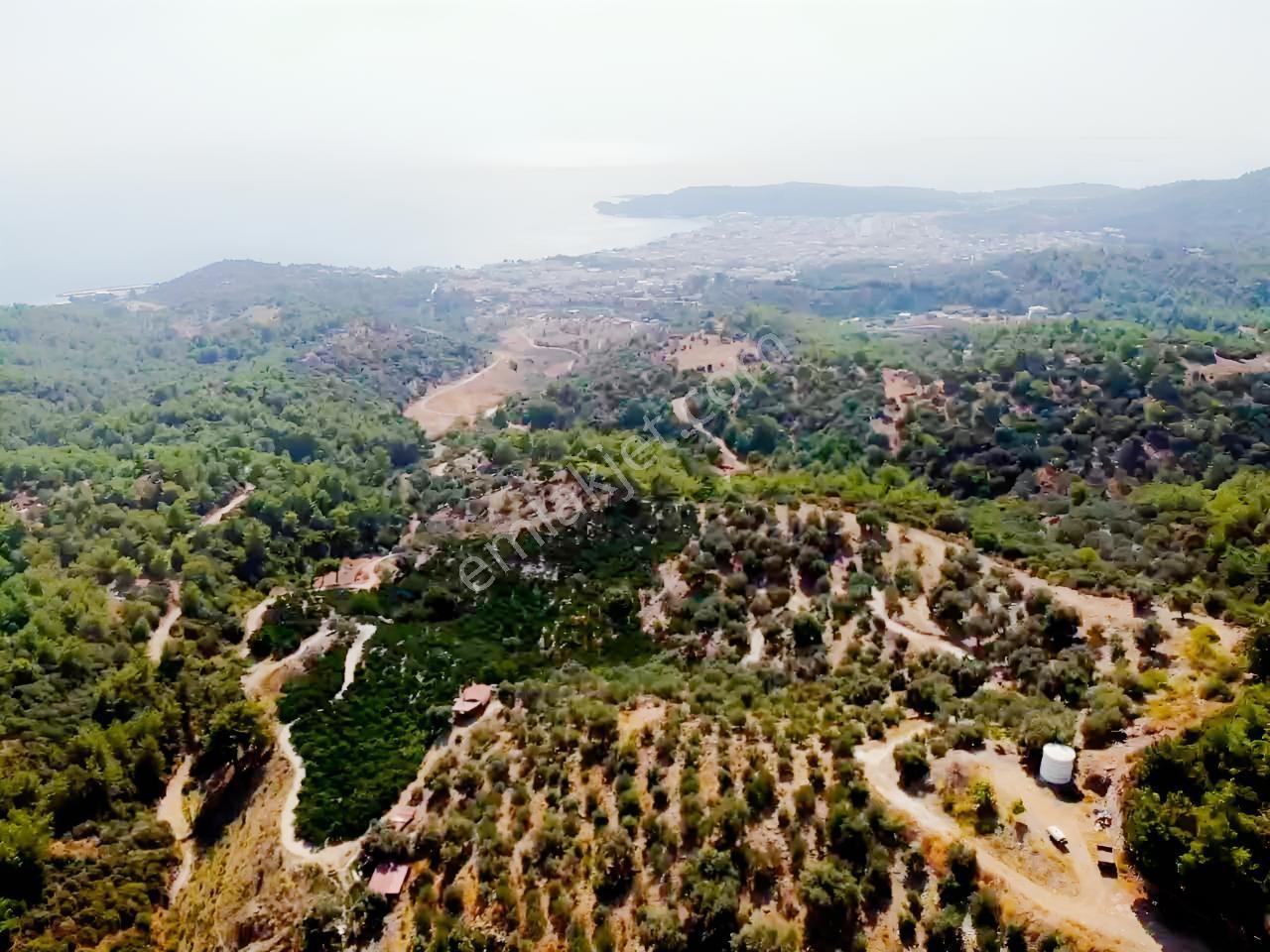 Özdere'de Satılık Zeytin Ve Mandalina Tarlası — fotoğraf 31