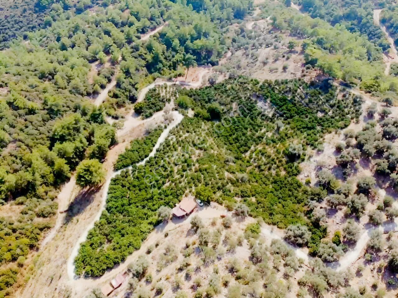 Özdere'de Satılık Zeytin Ve Mandalina Tarlası — fotoğraf 32