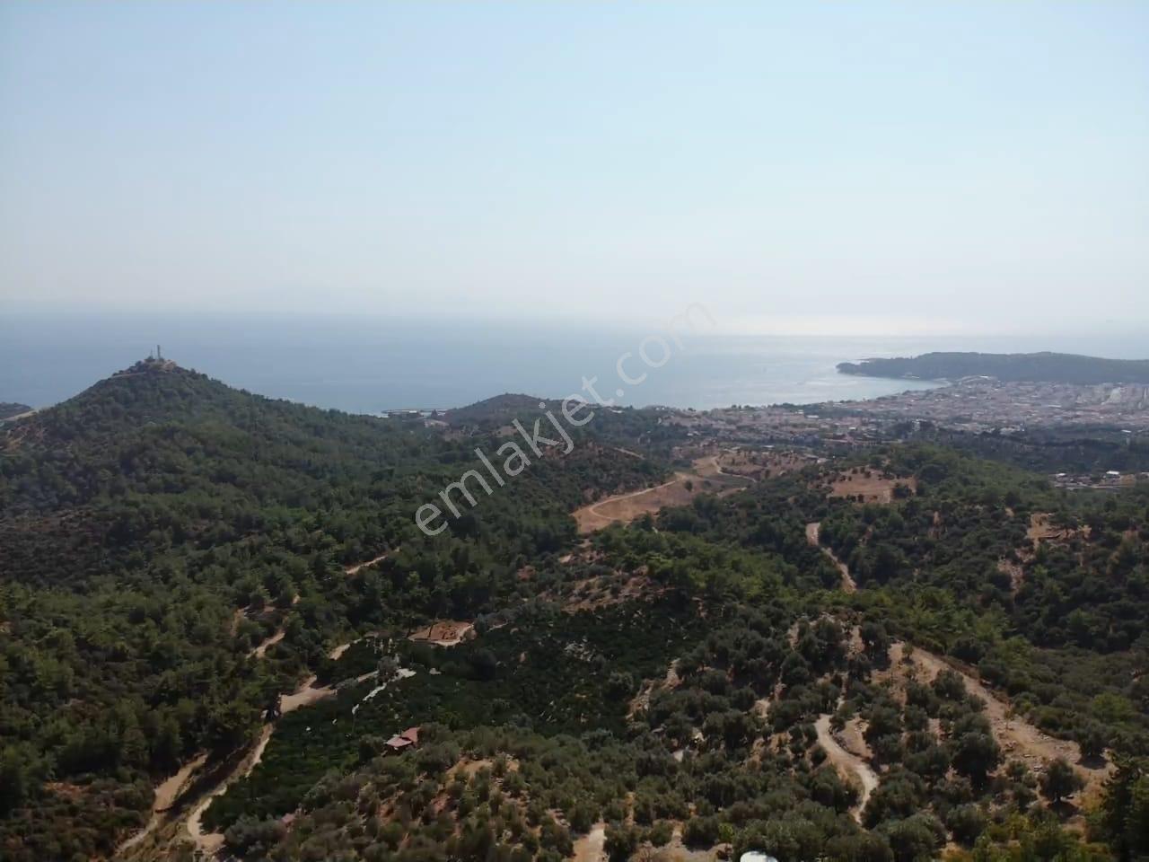 Özdere'de Satılık Zeytin Ve Mandalina Tarlası — fotoğraf 33