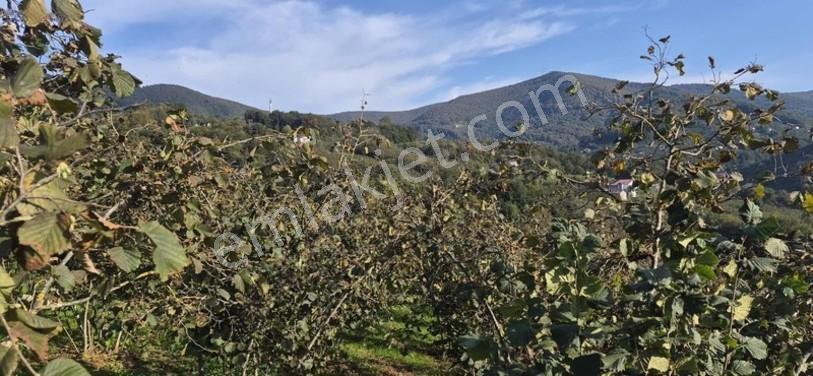 Atakum Erikli'de Asfalt Yola Cephe Yerleşik Alanda Satılık Tarla — fotoğraf 8