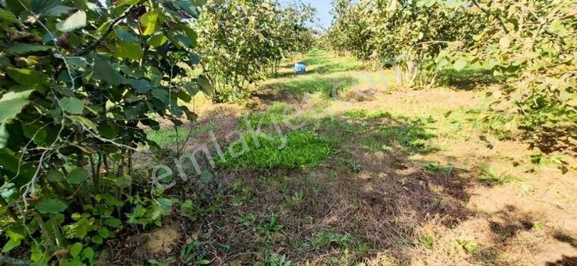 Atakum Erikli'de Asfalt Yola Cephe Yerleşik Alanda Satılık Tarla — fotoğraf 18