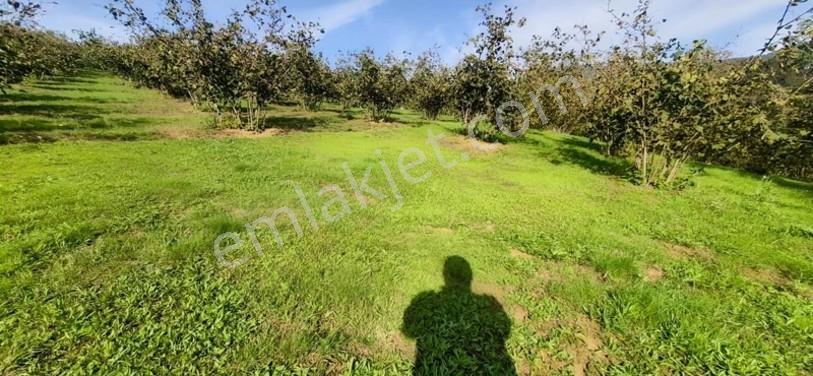 Atakum Erikli'de Asfalt Yola Cephe Yerleşik Alanda Satılık Tarla — fotoğraf 27