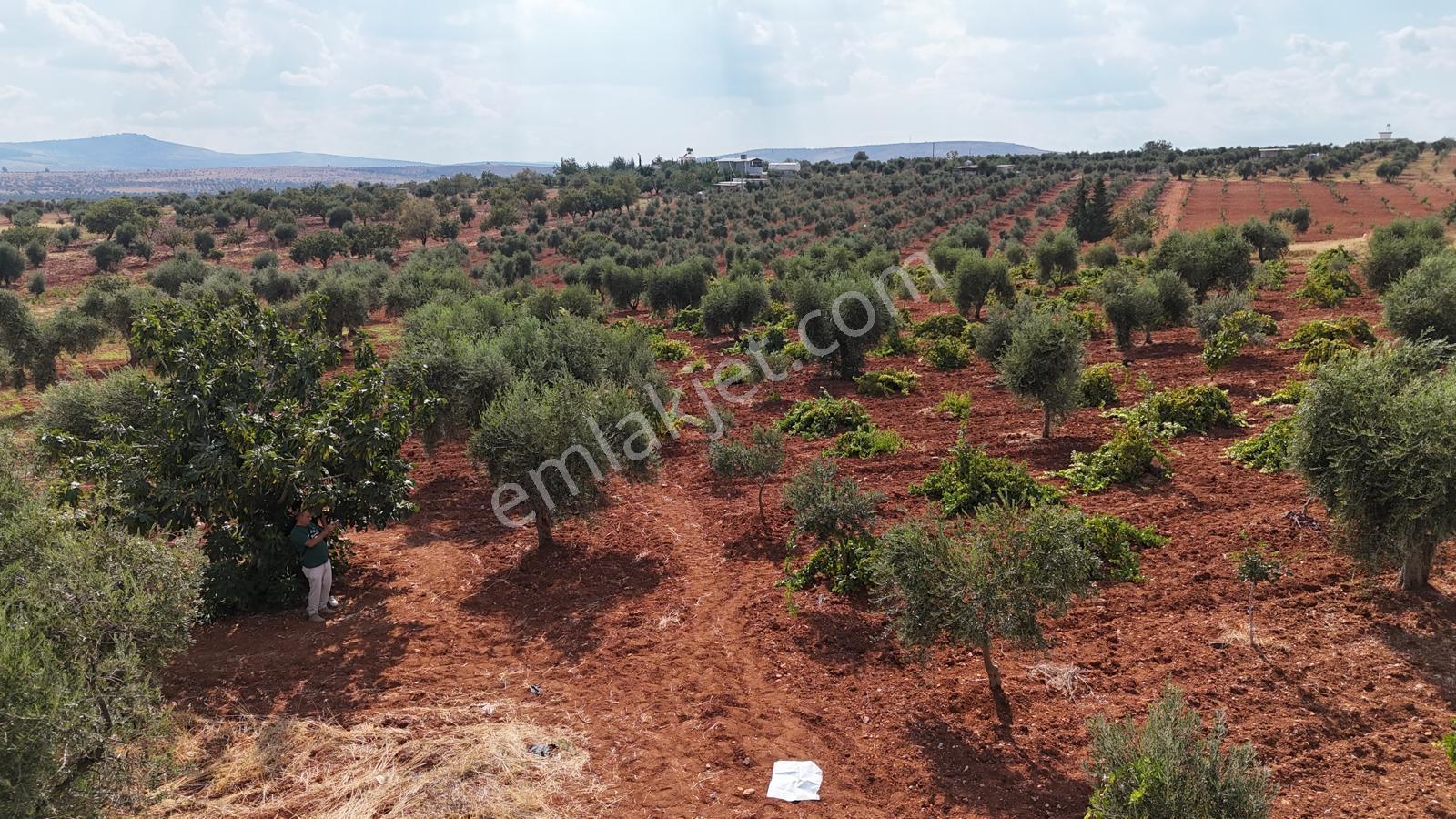 Uyaran 79 Gayrimenkulden Mehmet Abdi Bulut Mh Zeytinlik — fotoğraf 20