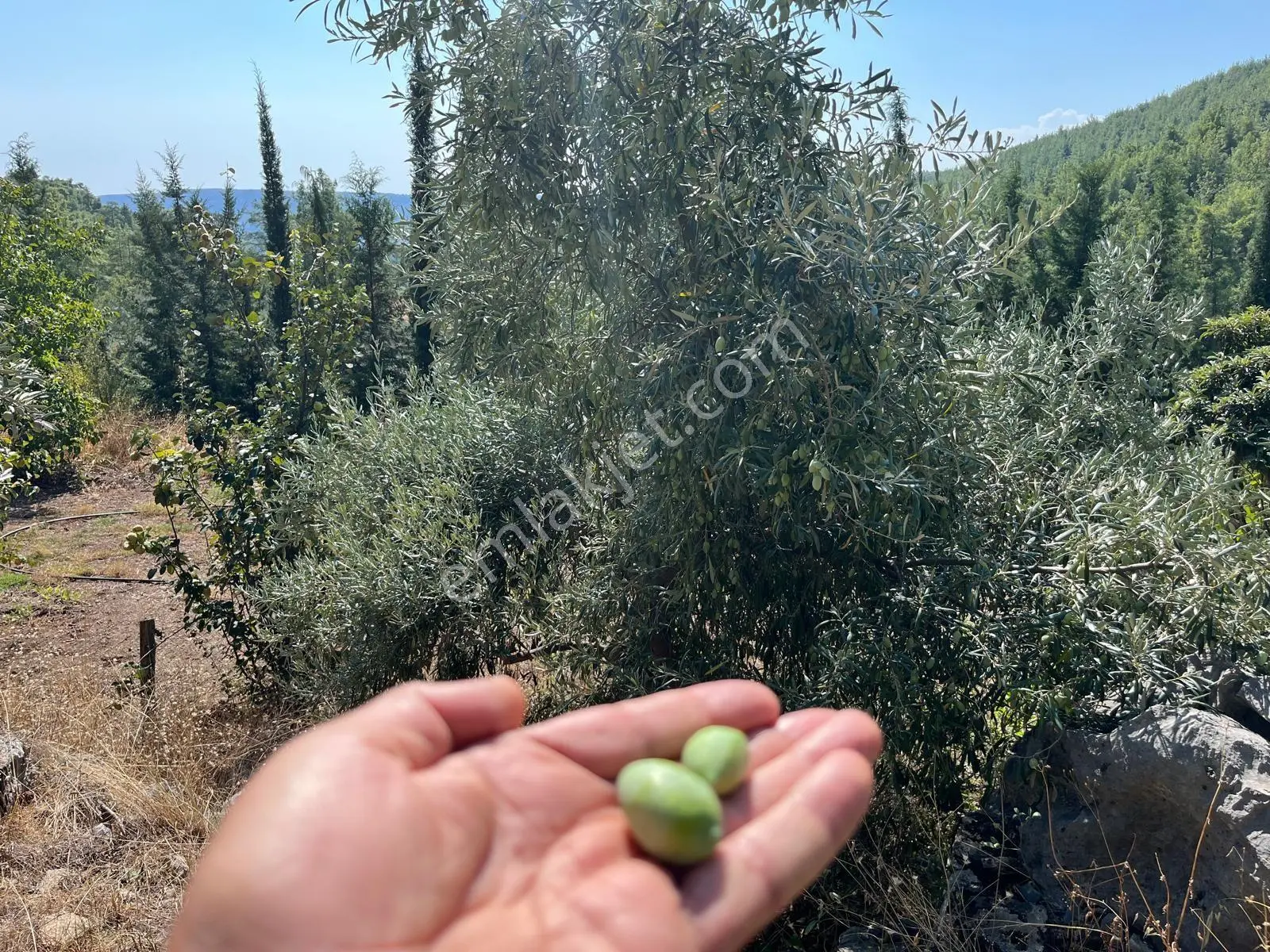 Döşemealtı Ahırtaş'ta Kaynak Suyu Ve Doğal Havuzlu 20 Bin Metrekare Zeytinlik Satılık. — fotoğraf 2