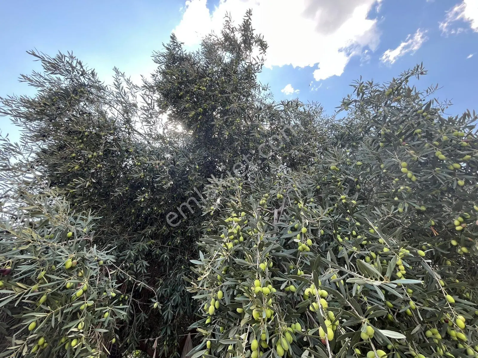 Döşemealtı Ahırtaş'ta Kaynak Suyu Ve Doğal Havuzlu 20 Bin Metrekare Zeytinlik Satılık. — fotoğraf 4