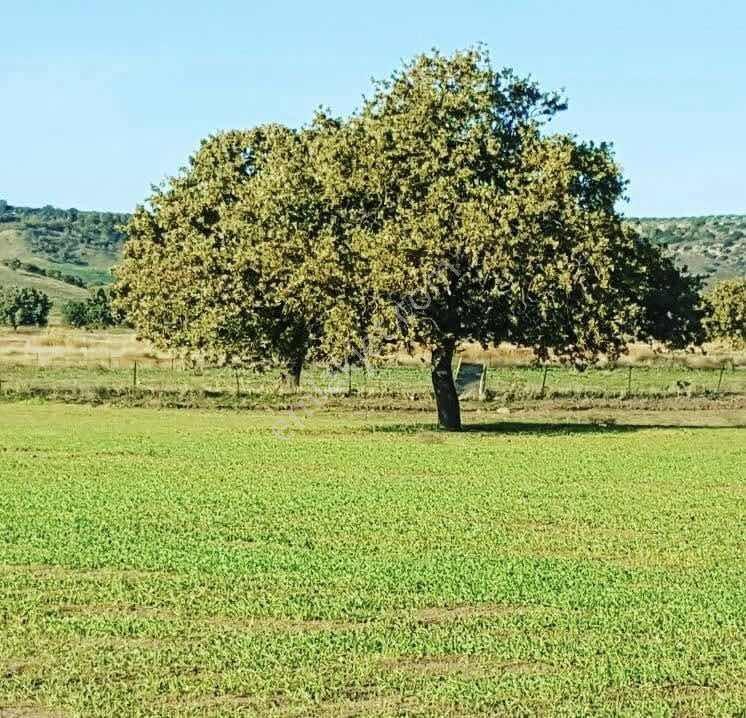 "alaçatı"dan Kuzey Ege'de Tek Tapu,2.270 M²,sahile 900 M.fırsat! — fotoğraf 6
