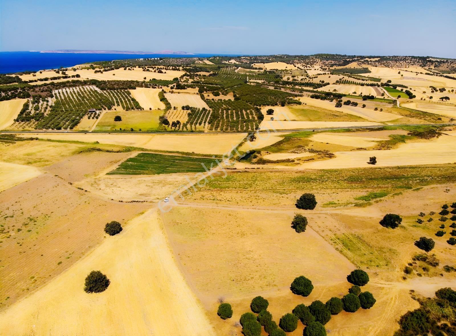 "alaçatı"dan Kuzey Ege'de Tek Tapu,2.270 M²,sahile 900 M.fırsat! — fotoğraf 13
