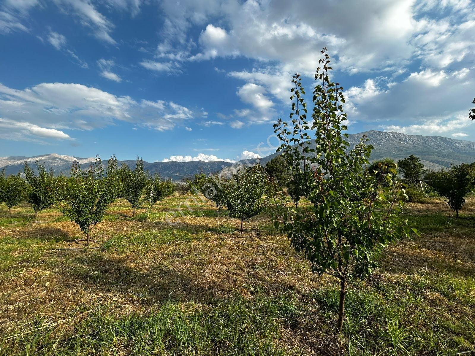 Senirkent Te 4 Parça Toplam 9975 M Satılık Kayısı Bahçesi — fotoğraf 9