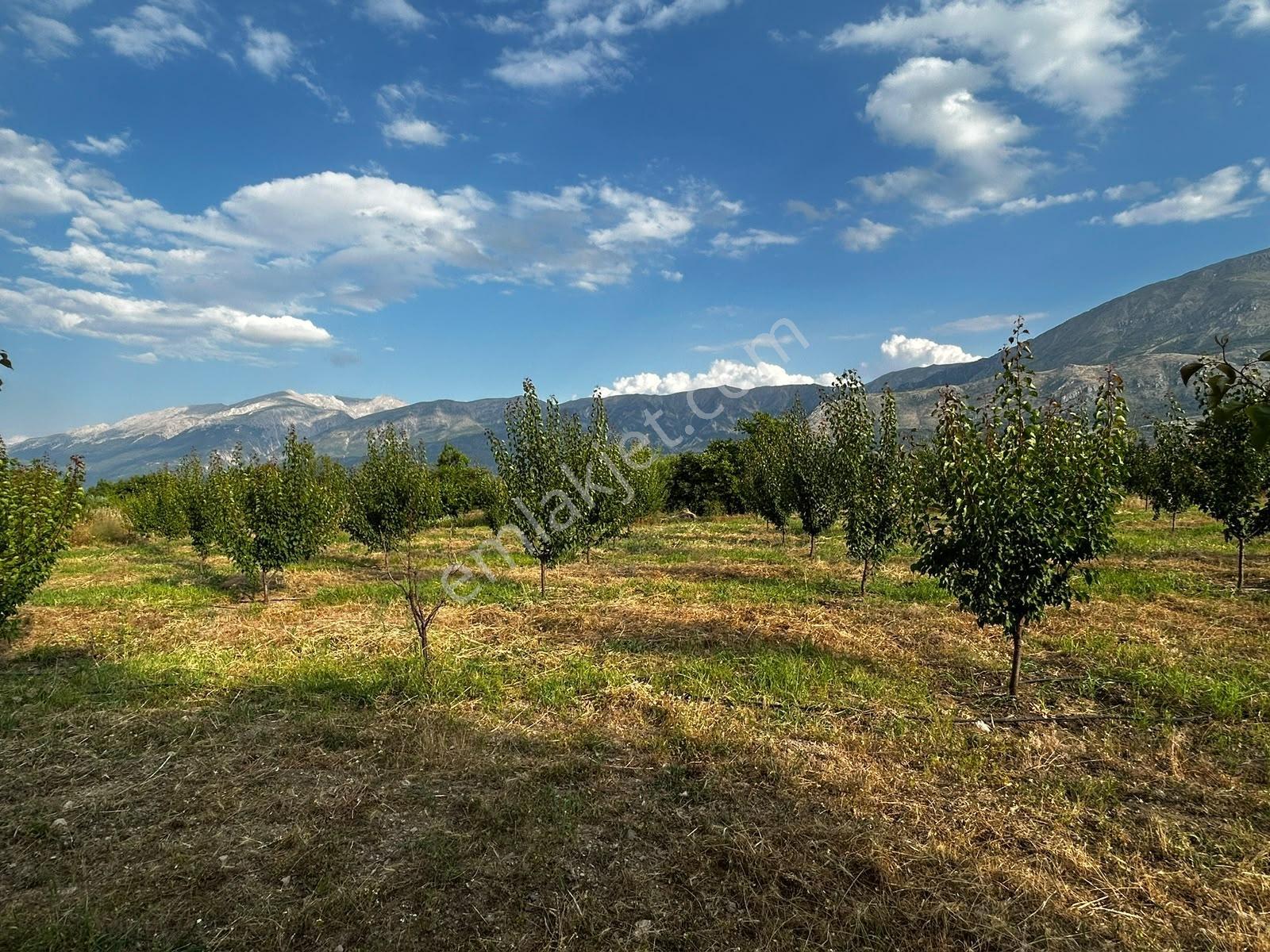 Senirkent Te 4 Parça Toplam 9975 M Satılık Kayısı Bahçesi — fotoğraf 12