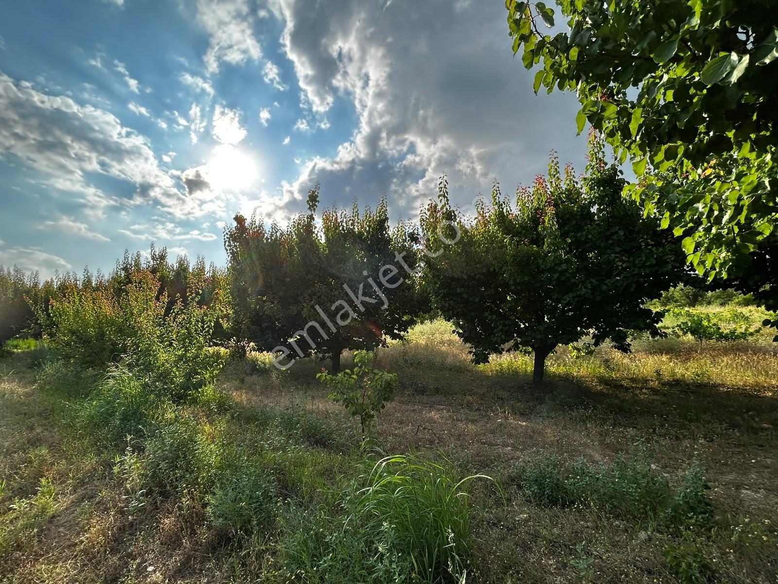 Senirkent Te 4 Parça Toplam 9975 M Satılık Kayısı Bahçesi — fotoğraf 13
