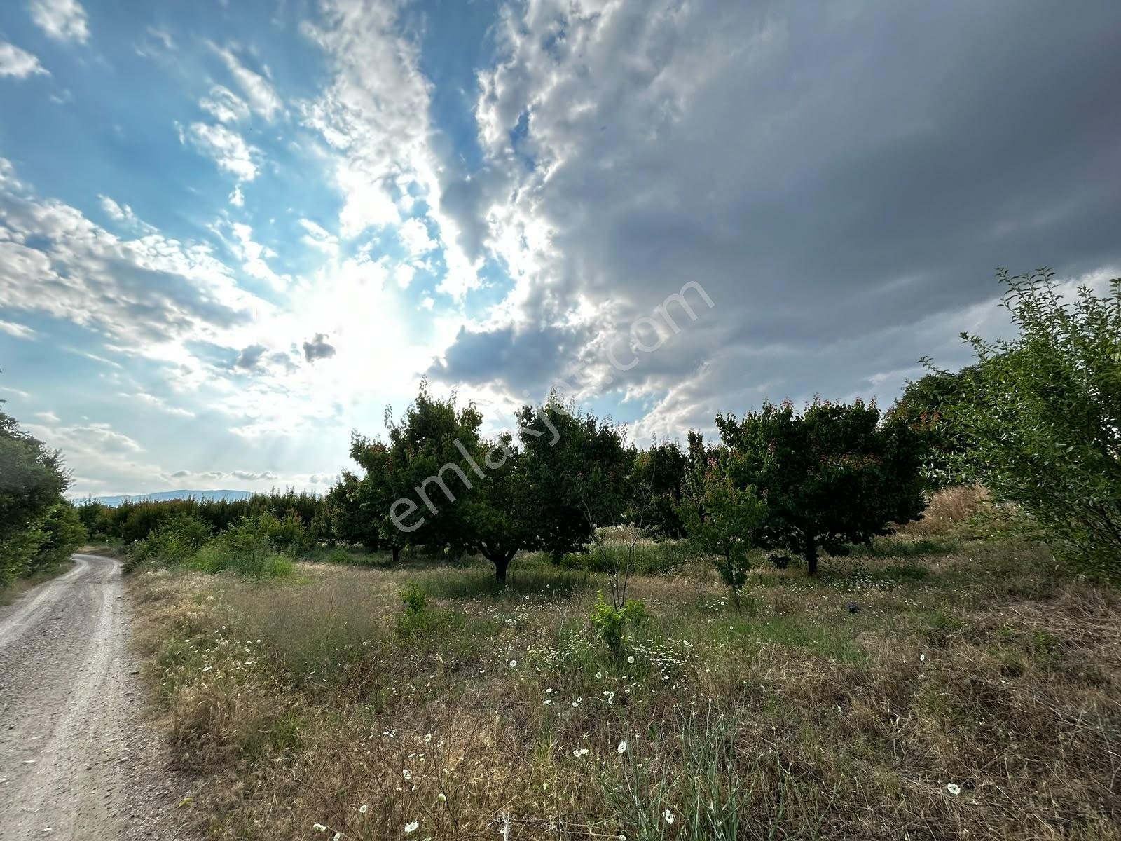 Senirkent Te 4 Parça Toplam 9975 M Satılık Kayısı Bahçesi — fotoğraf 22