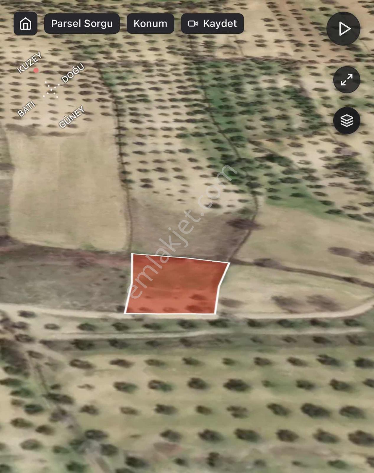 Balıkesir Burhaniye Ağacık'ta Yol Üstü 1.671 M² Fırsat Zeytinlik
