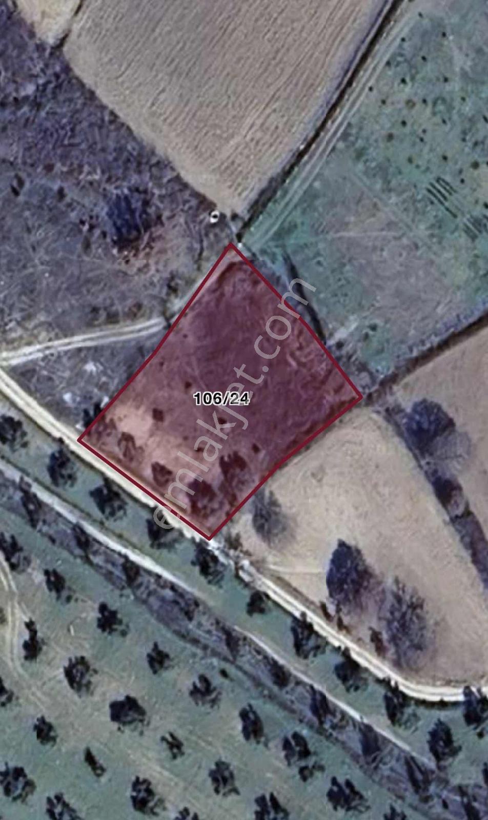 Balıkesir Burhaniye Ağacık'ta Yol Üstü 1.671 M² Fırsat Zeytinlik — fotoğraf 5