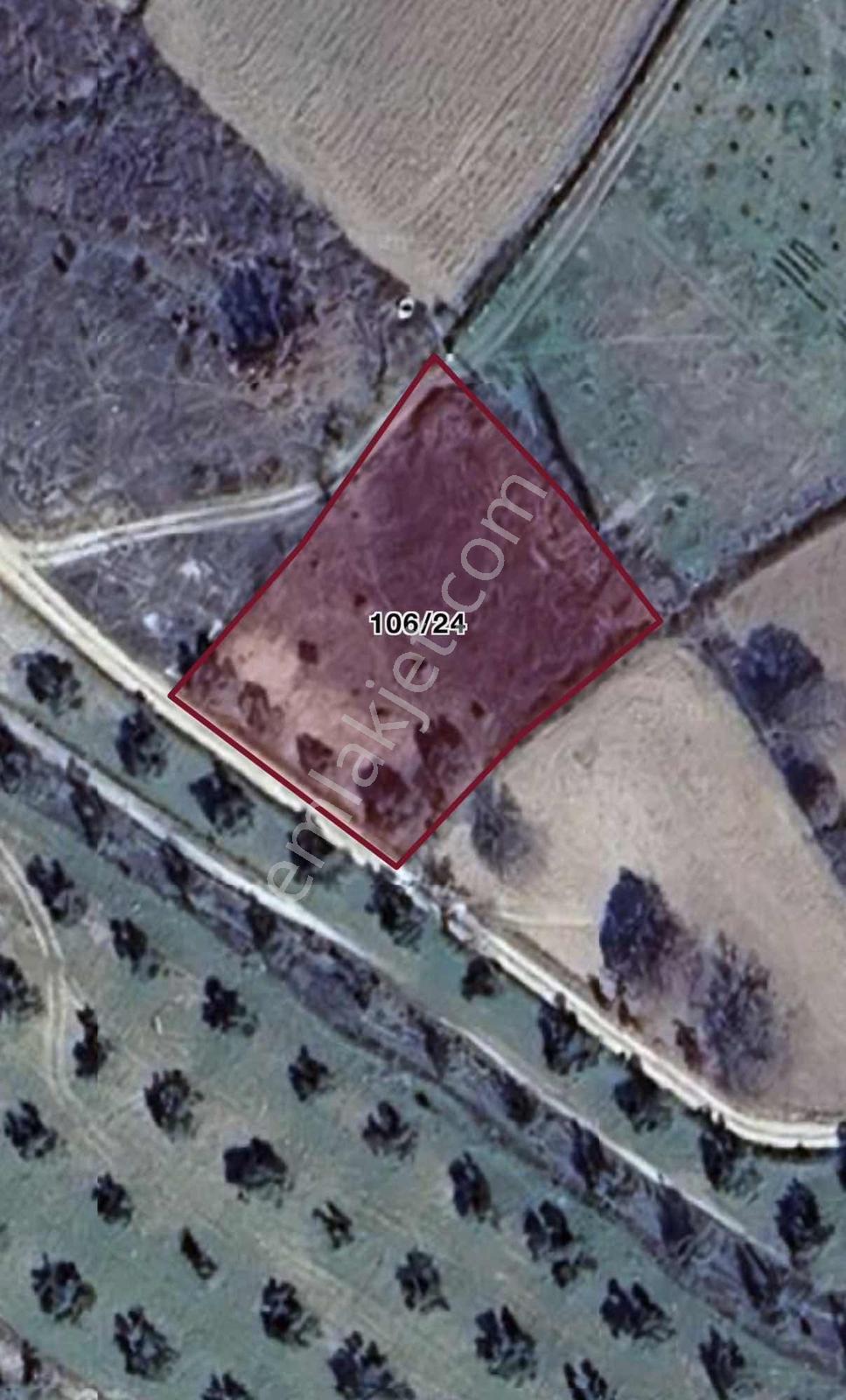 Balıkesir Burhaniye Ağacık'ta Yol Üstü 1.671 M² Fırsat Zeytinlik — fotoğraf 6
