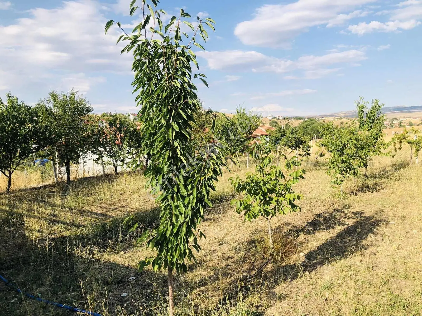 Winnest'ten Kavaklı Köyünde İçinde 2+1 Betonarme Evli Arsa — fotoğraf 4