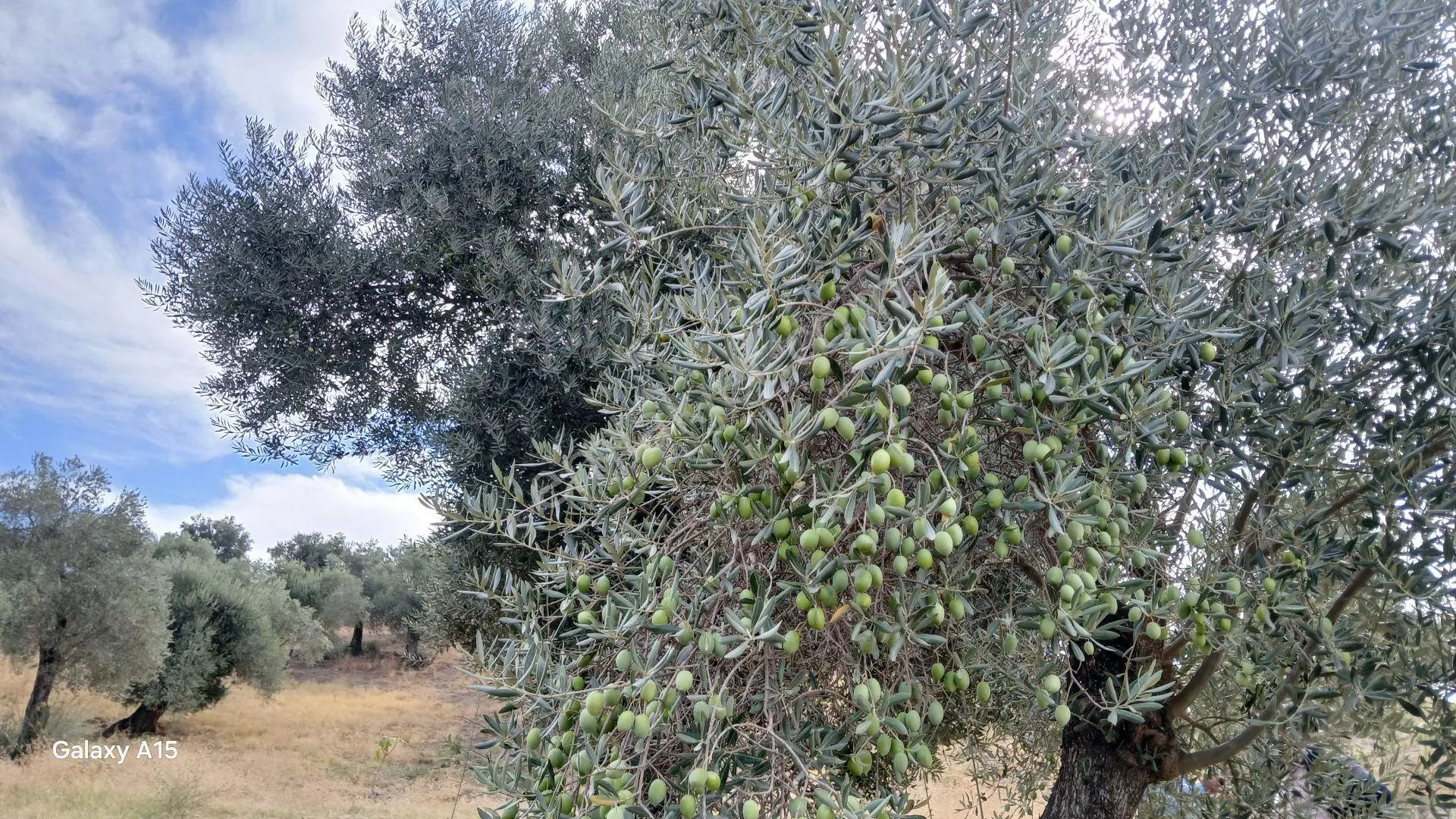 Germencik Hıdırbeyli'De 2.314 Metre Kare Muhteşem Zeytinlik
